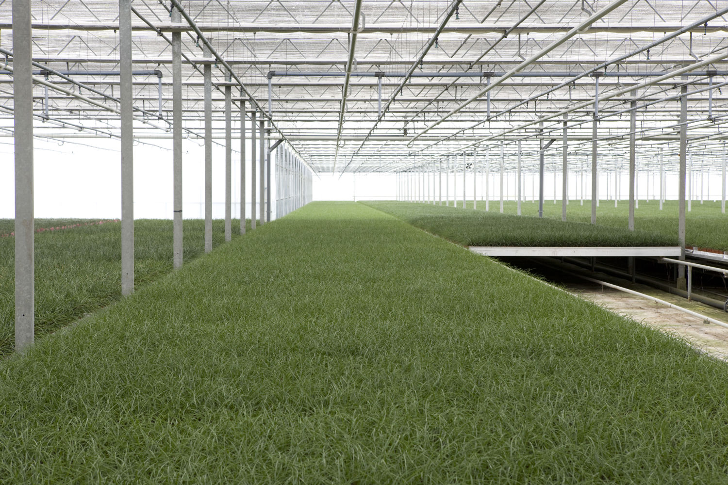 plants in a greenhouse